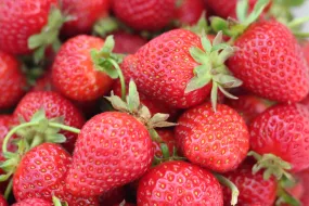 strawberry annapolis bareroot 10/pack